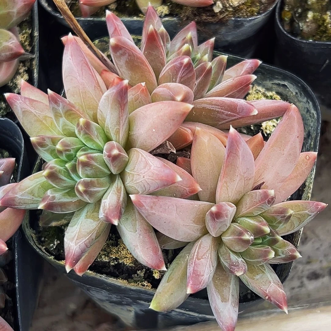 美人系列多肉植物