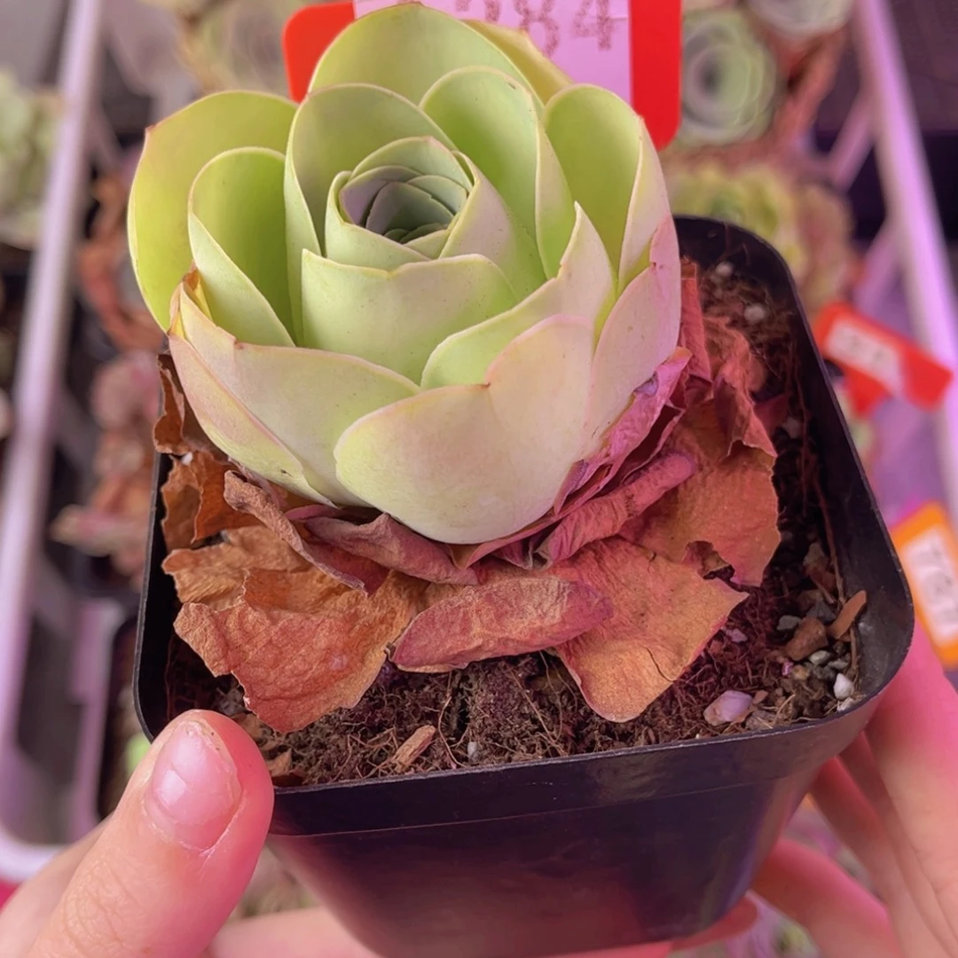 乐***呵单品一物一拍284号