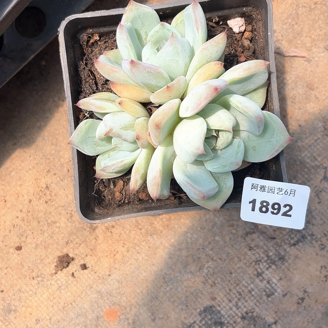 阿雅园艺。   1892