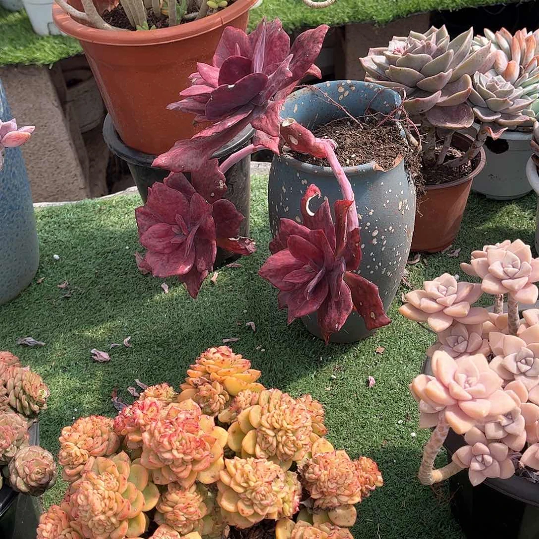 简*爱钻石景多肉植物13