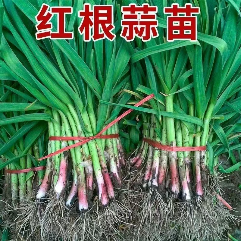 【拒绝冷库货】江苏新鲜紫皮蒜苗现挖红皮农家香蒜自种红根香蒜苗
