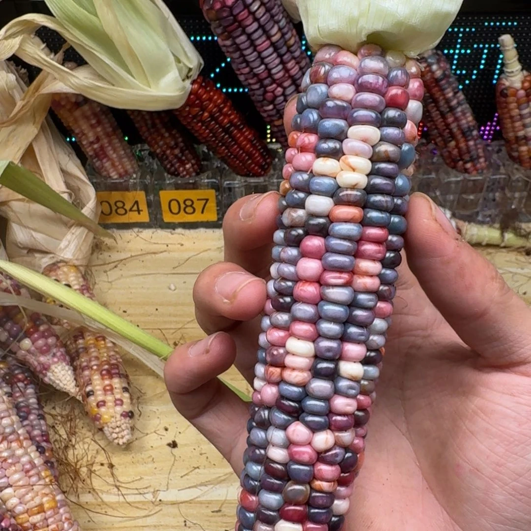 K***i柏香籽/百香籽吊坠