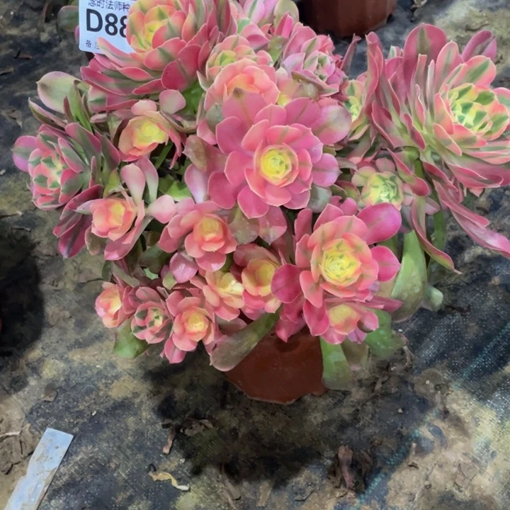 百*?883香妃111111多肉