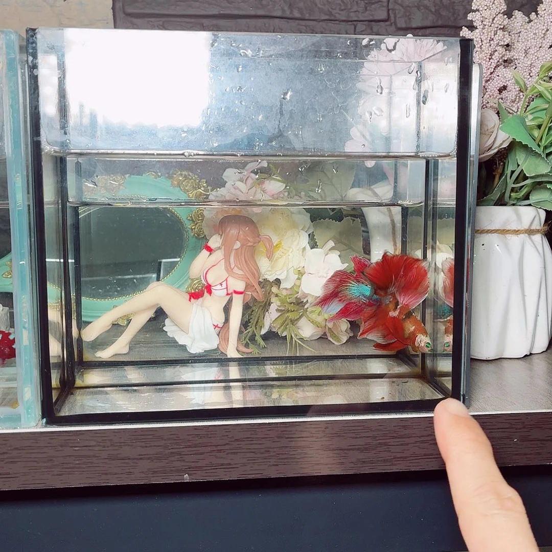 斗鱼红金红魔半月