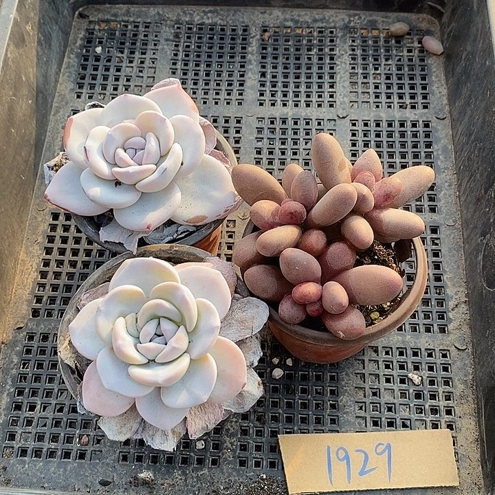 三***小无花朵1929号一物一拍雪莲