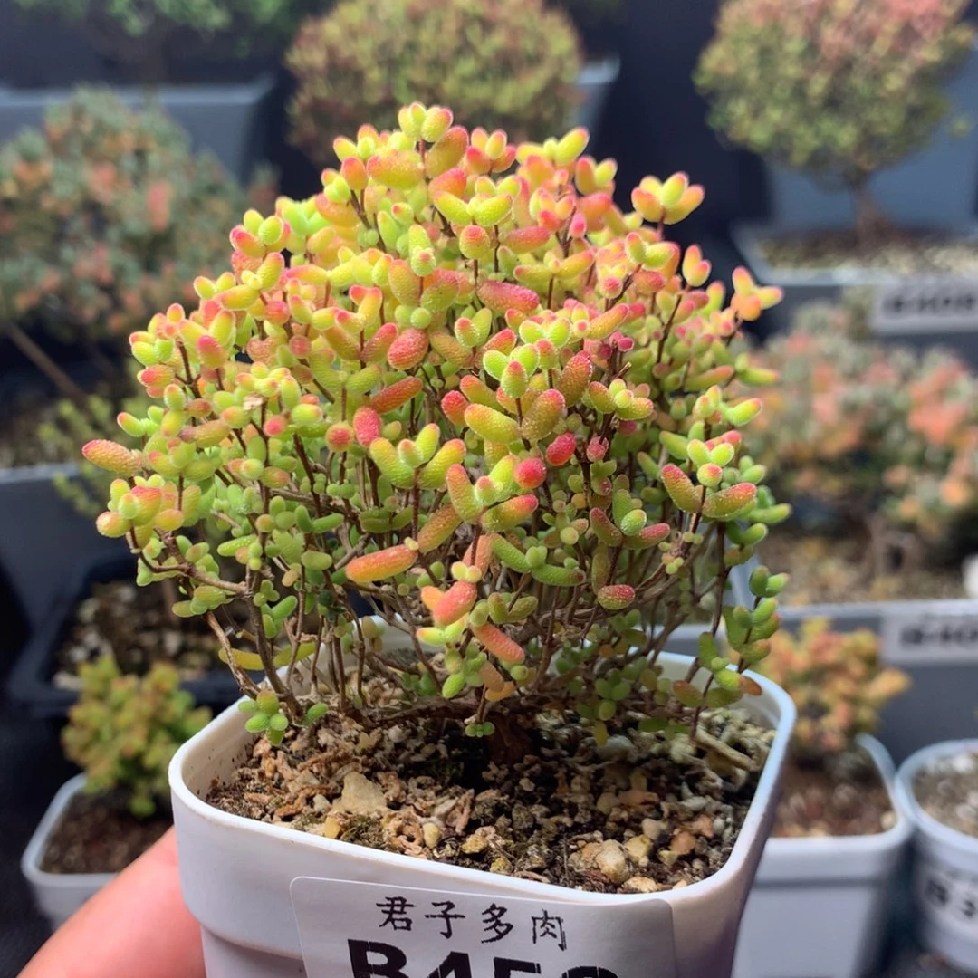 450蜜橘糖球福利。