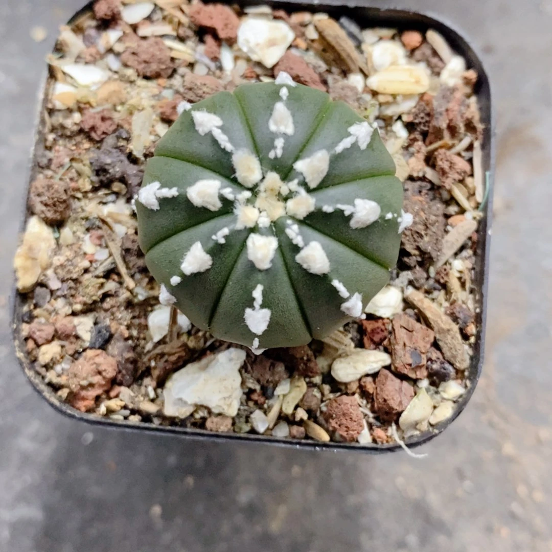 实生 琉璃盾v2.7公分左右一物一拍