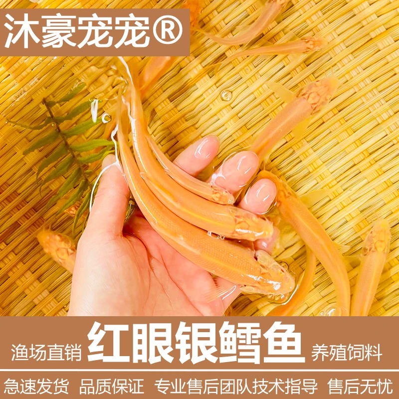 沐豪宠宠淡水【红眼银雪鱼】苗养殖食用观赏鱼苗包活到家银鳕鱼