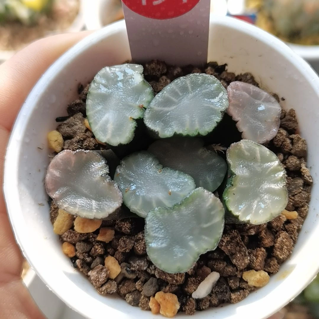 194号盐湖城万象一物一拍带盆土发货