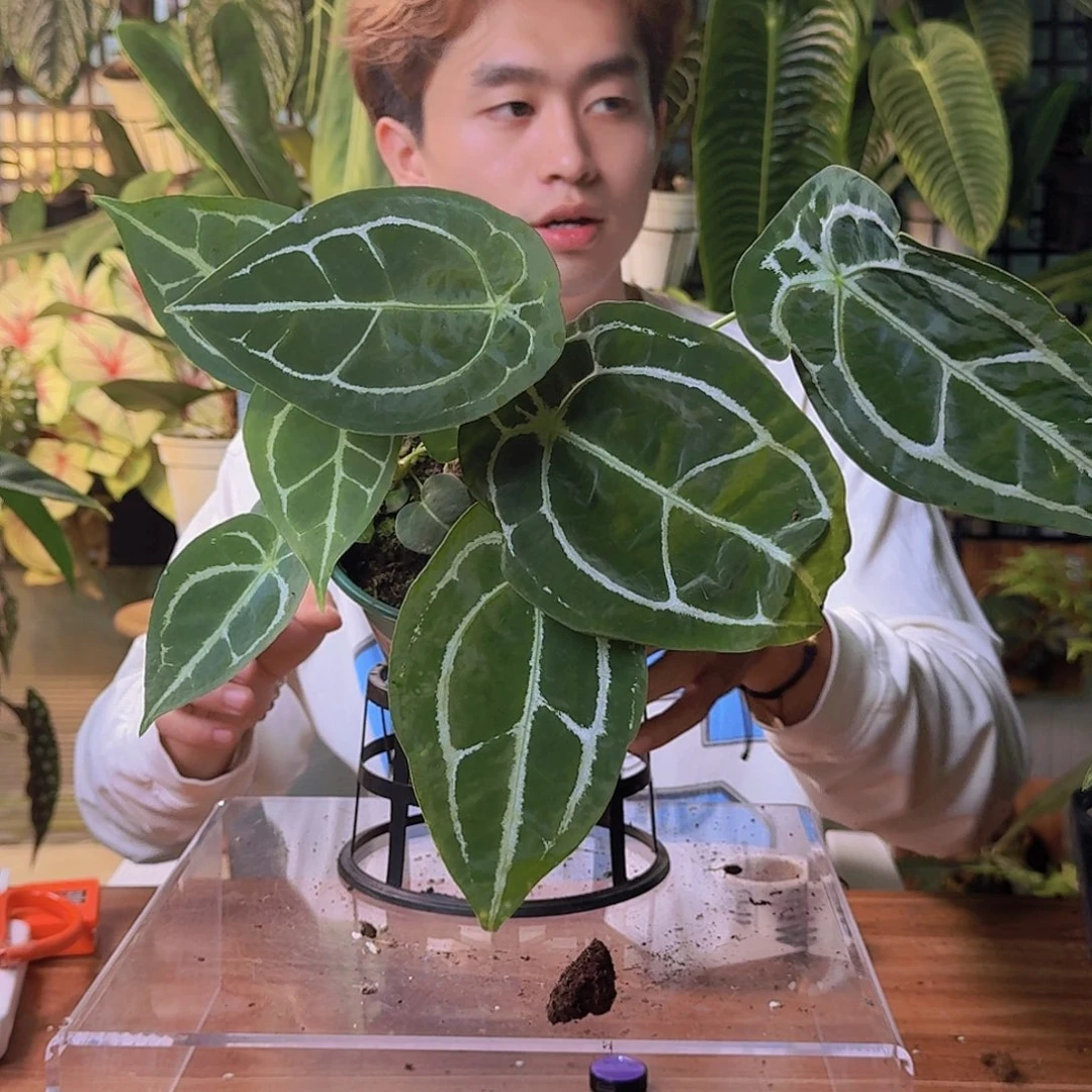 村***侠完全开放一物一拍M138