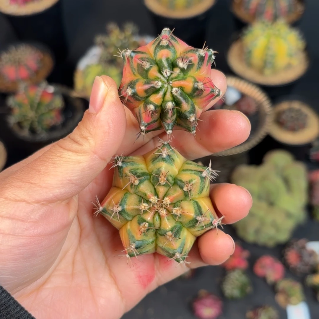 泰系米哈福利组合11号