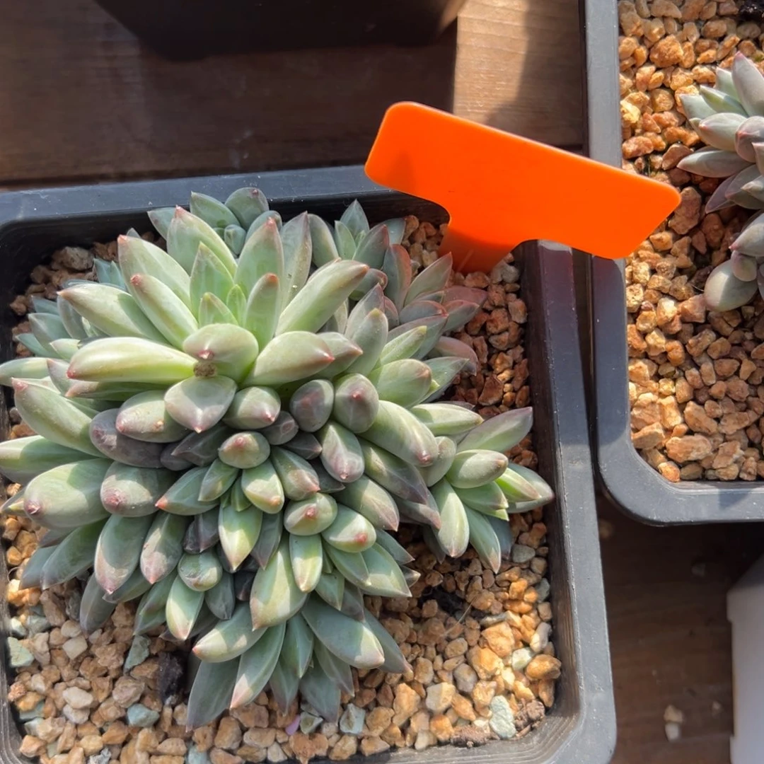 幻影美人111111111111111