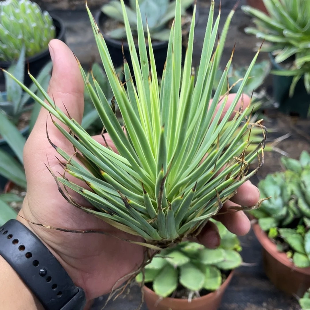 绿姬吹上龙舌兰系列