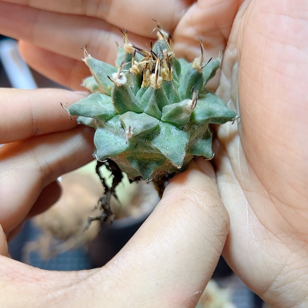 实生赤花娇丽4公分1颗