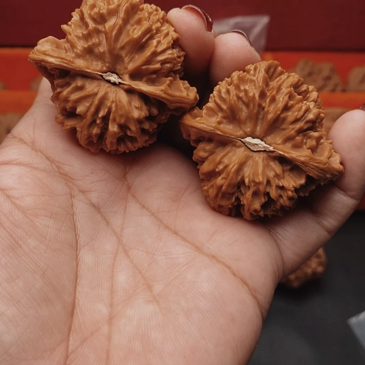 核桃百花山45尺核桃