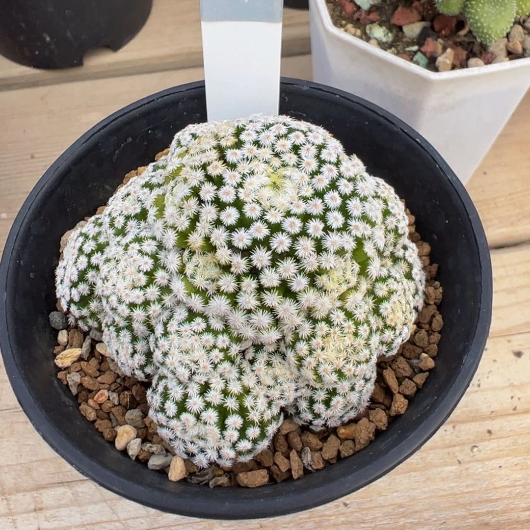 209自根萝卜仏头姬春星多肉植物带盆土实生根
