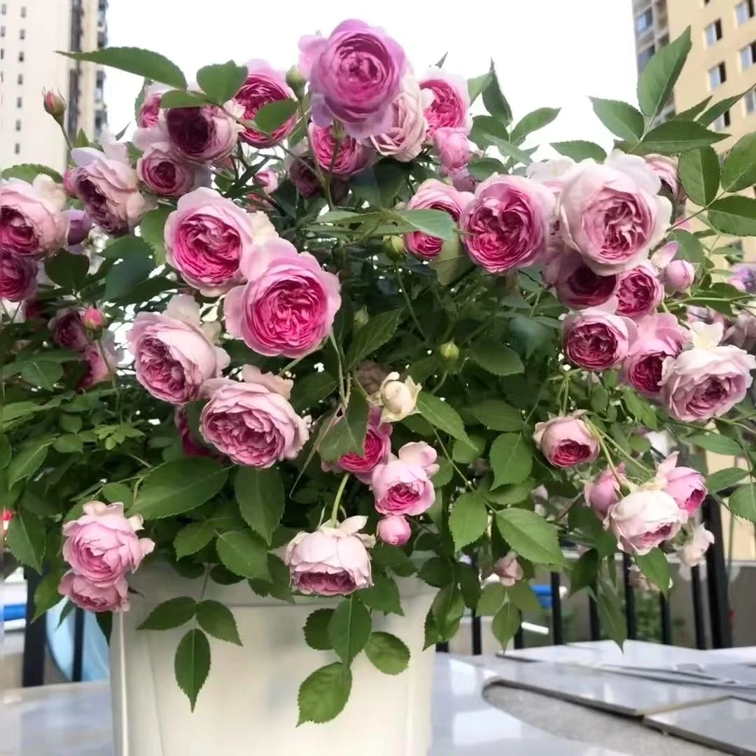 扦插中苗土球打【麻吉婶婶】微型月季，浓香