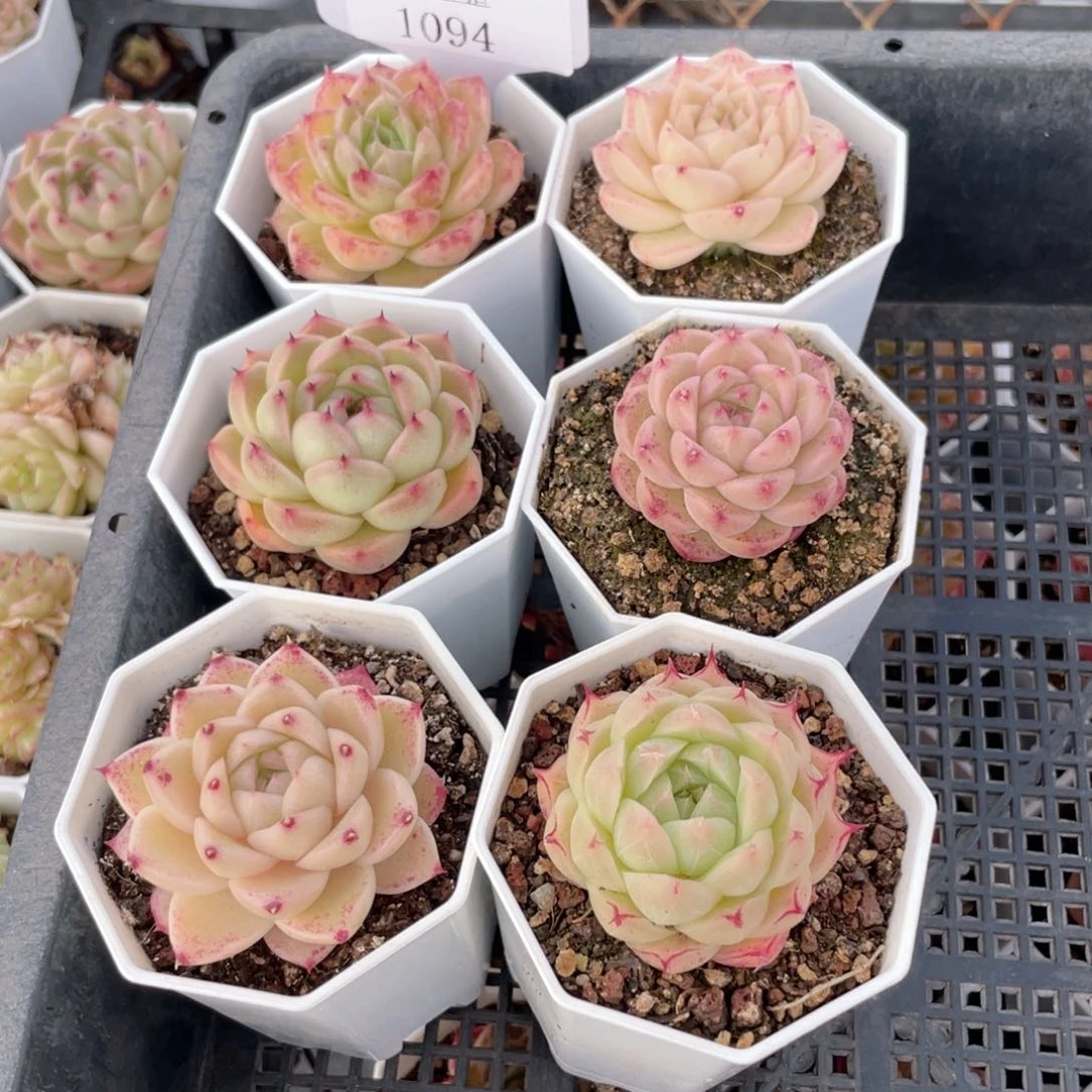 薇薇安园艺多肉1094