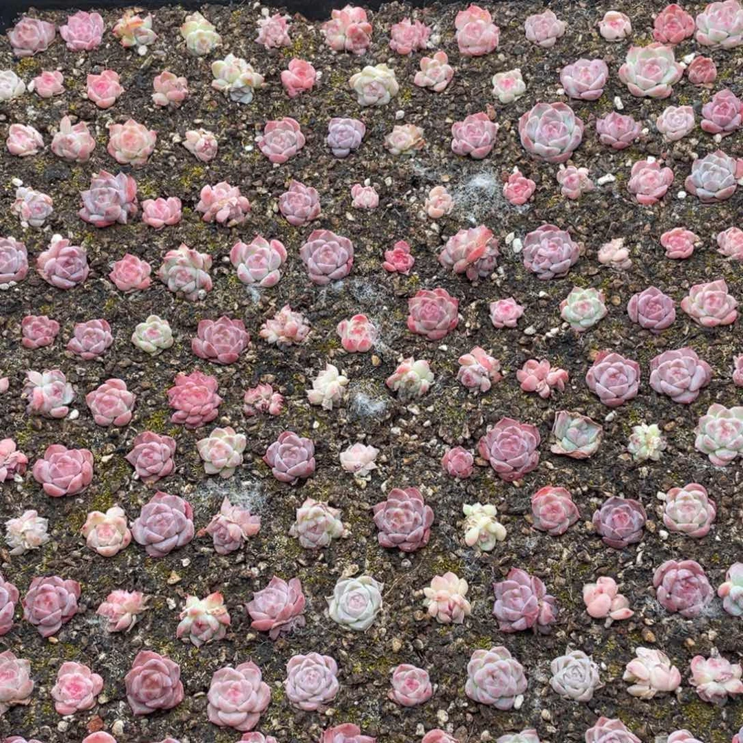 云糖心多肉植物546