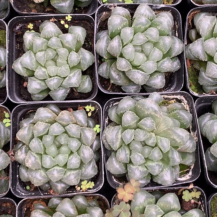 5颗装多肉玉露昆明直发