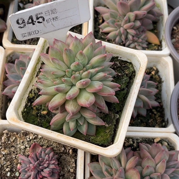 d***q美人系杂缀多肉植物945