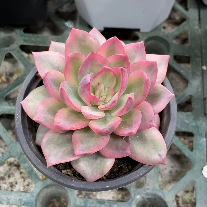 粉哈林锦一物一拍