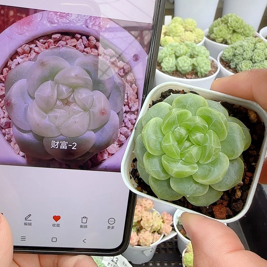 【闪购商品】0927-17（财富-2）