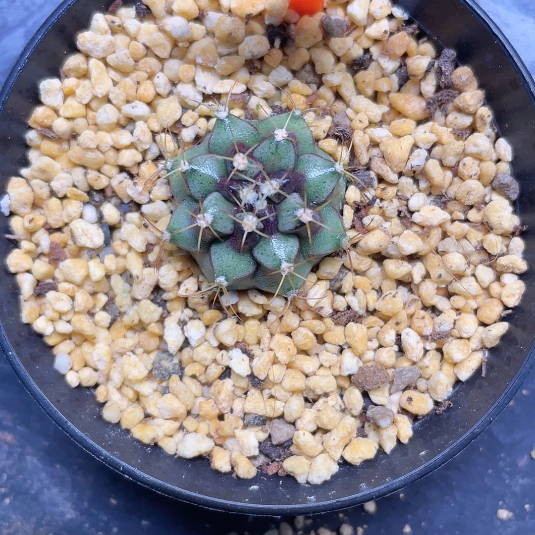 1-66名品花环侧芽2.3厘米