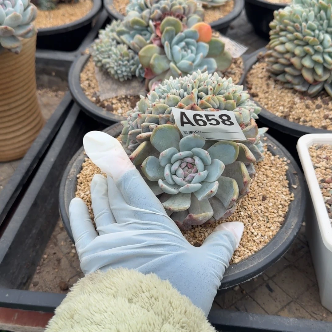 ～****～胸花缀呀呀呀呀呀多肉