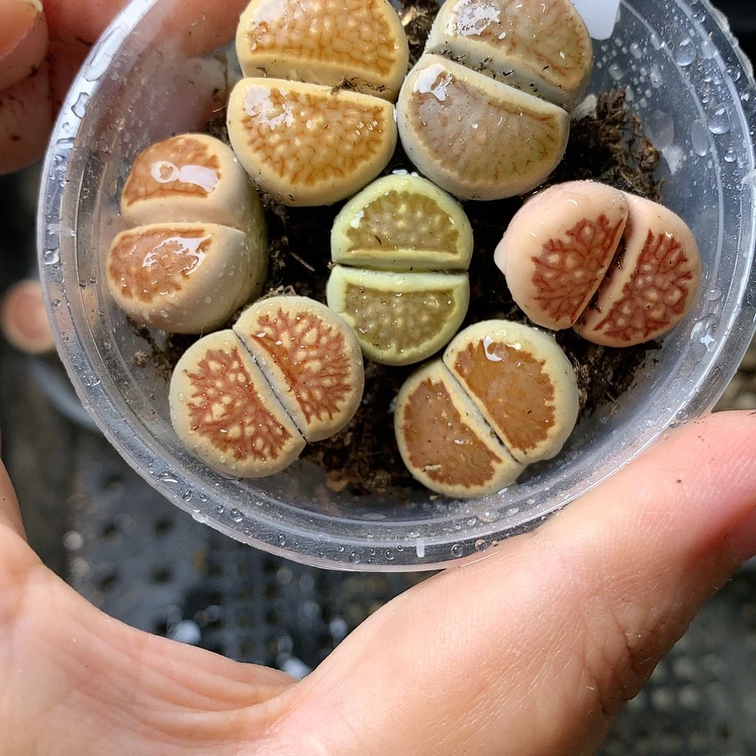 み**↘K300多肉植物保护