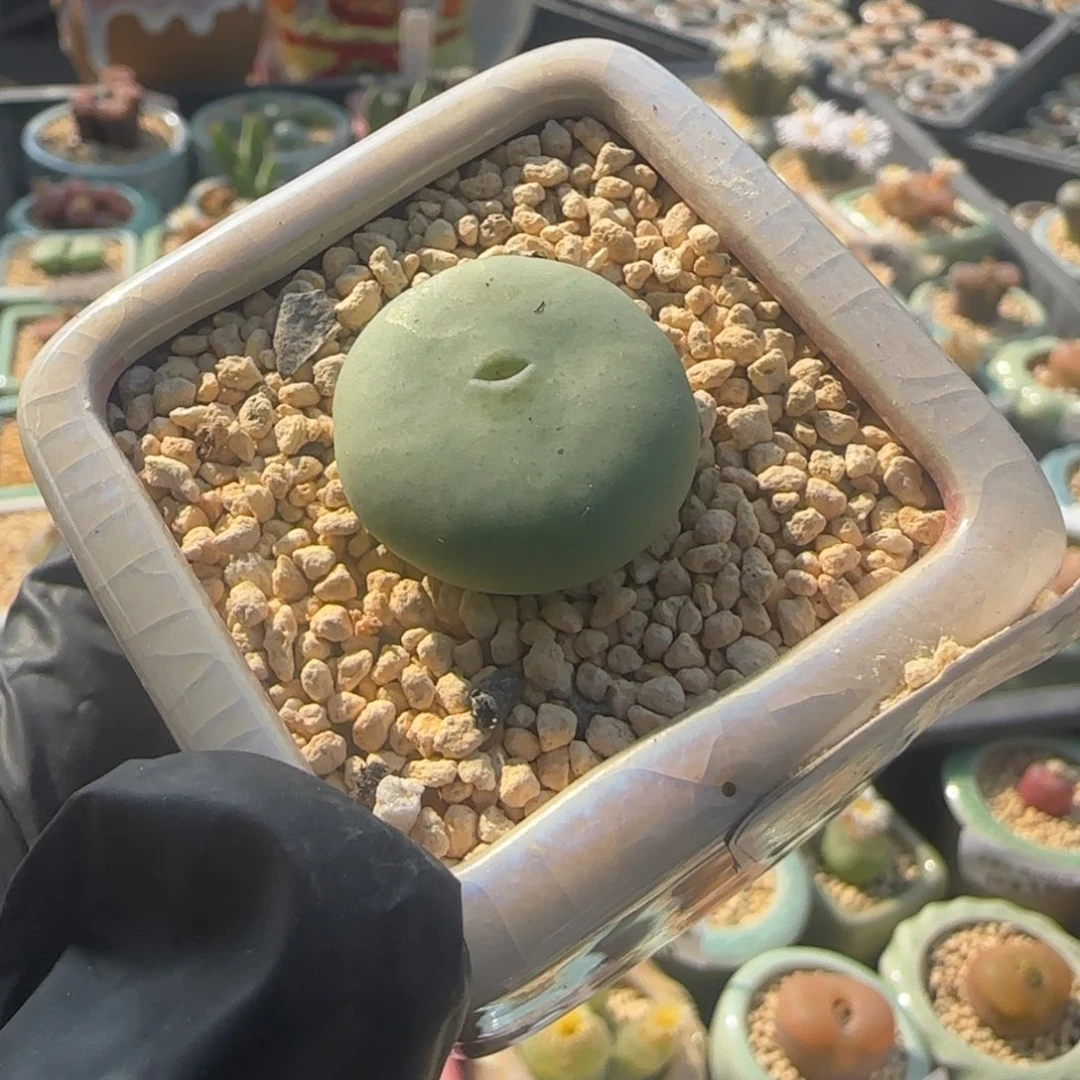 8198--一物一拍 带盆