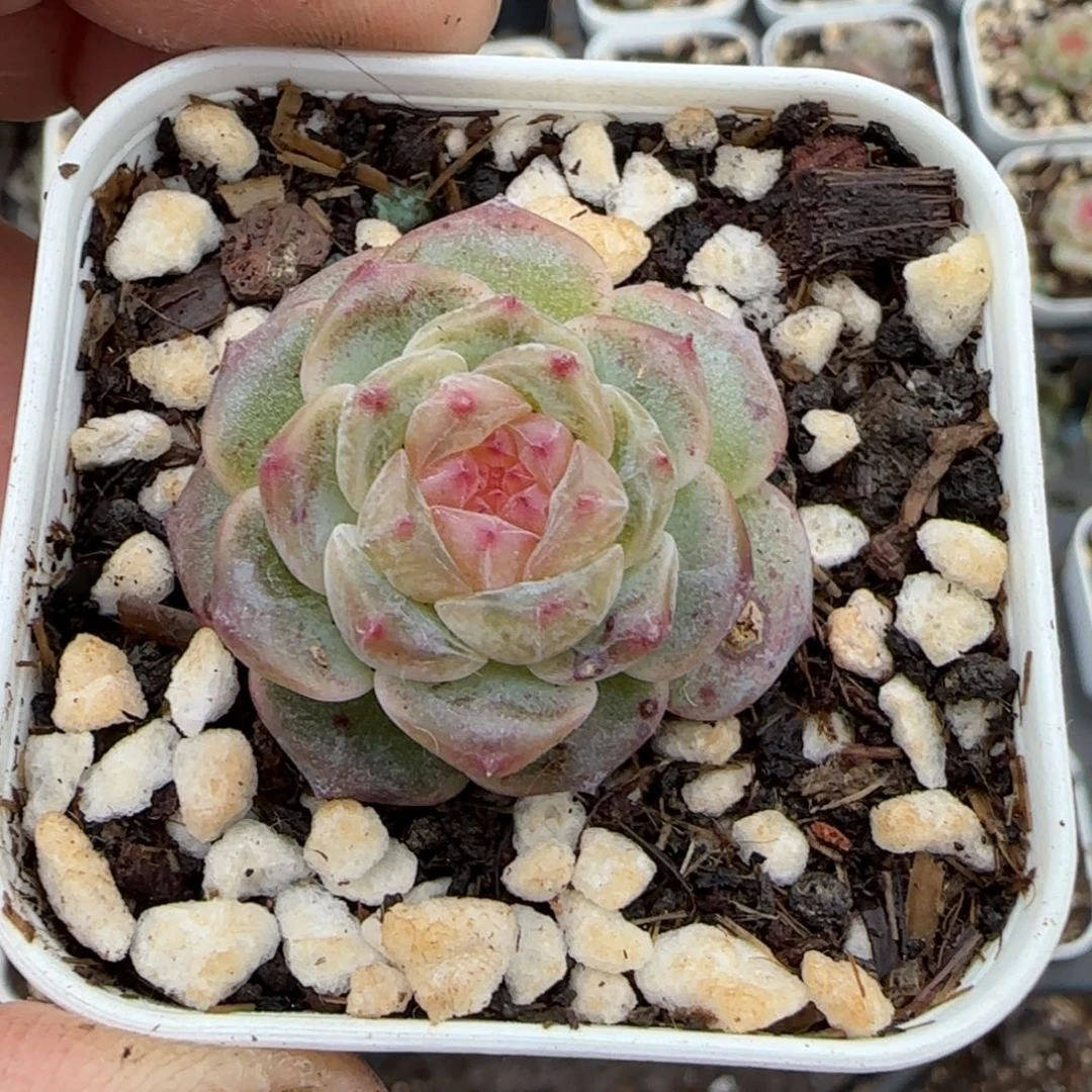 多肉小卡拉米糖心一物一拍