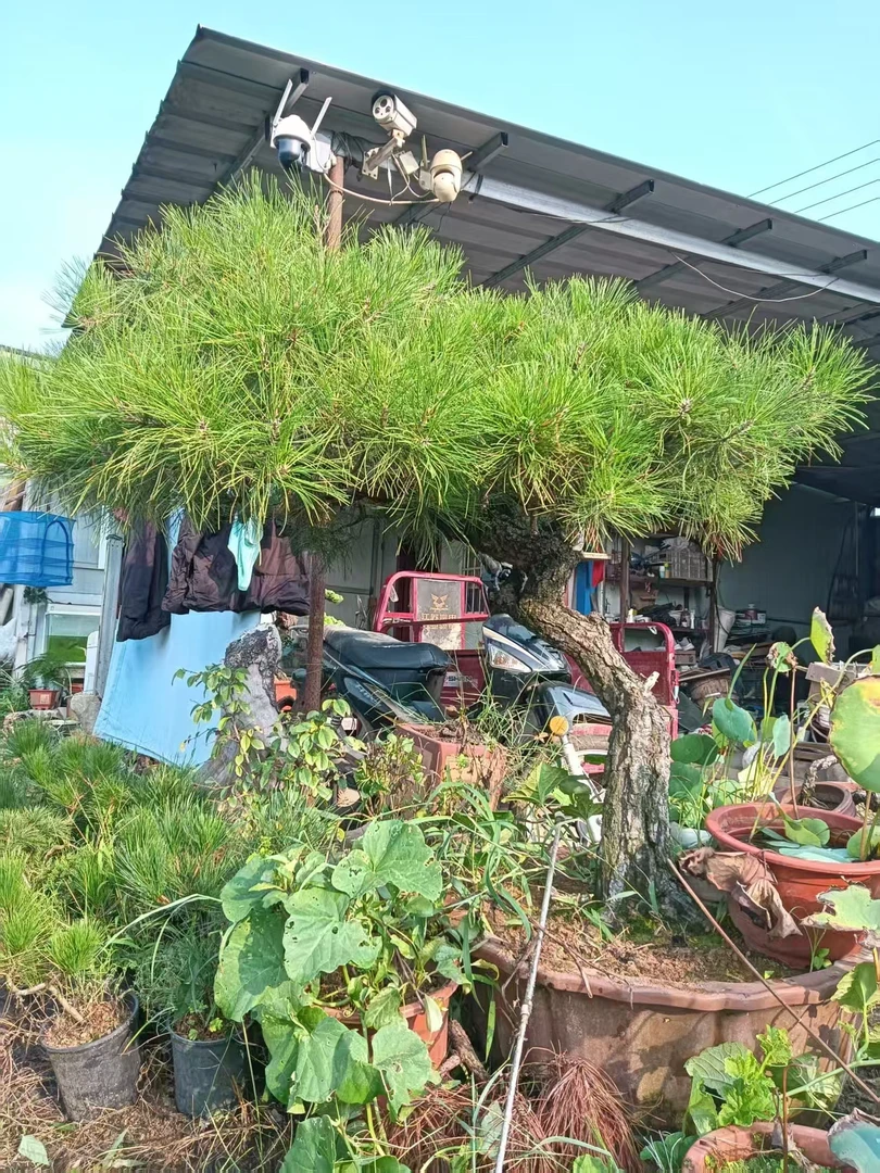 黄山松映山榔榆山里红各种盆景庭院园林绿化大型绿植上车价不包邮