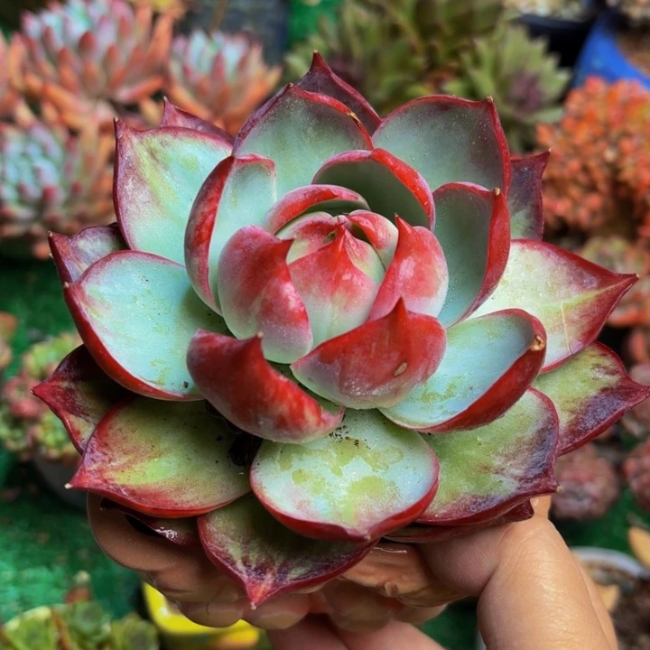 惊鸿仙子老桩一颗