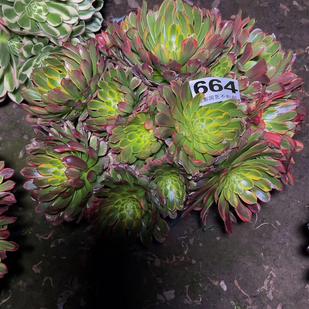 法师法师15–37包邮法师