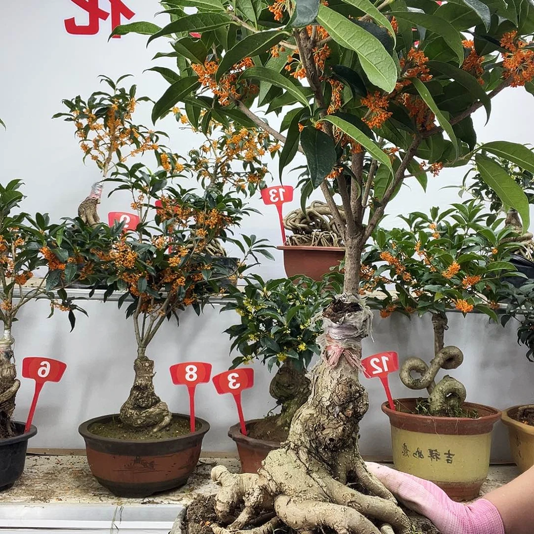 王***森大部分花苞少量开放