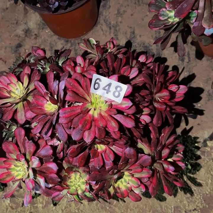 648红胭脂多肉植物处理不售后