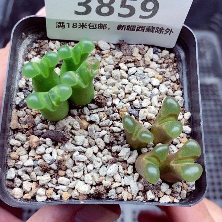 3859。