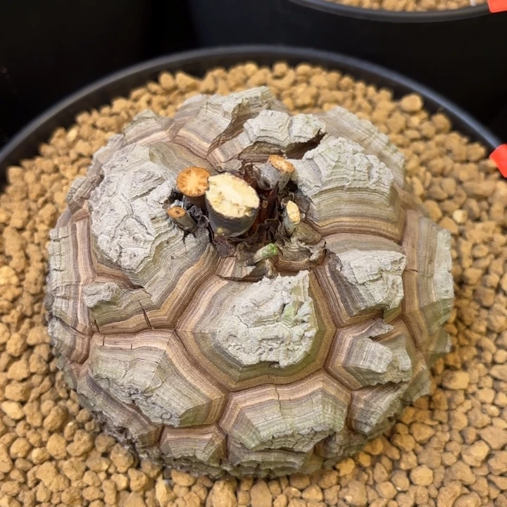 2007号龟甲龙带盆包邮不退不换