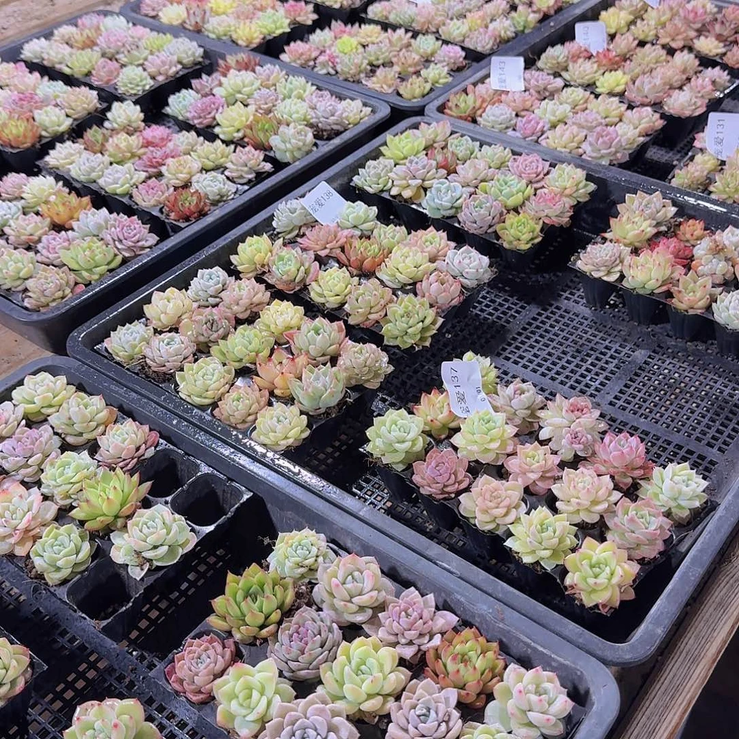 优选景天15颗福利量拍