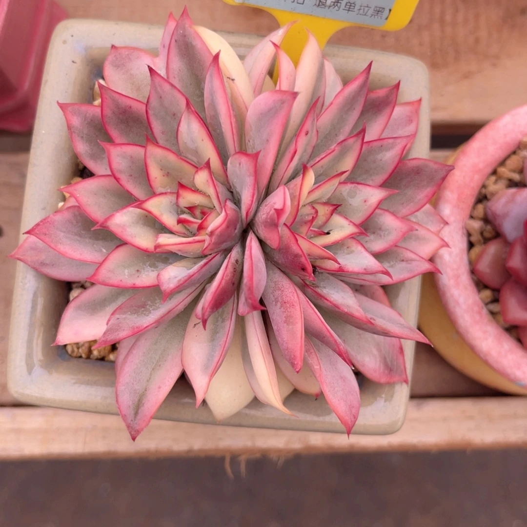 云尘多肉一物一拍1089不含盆