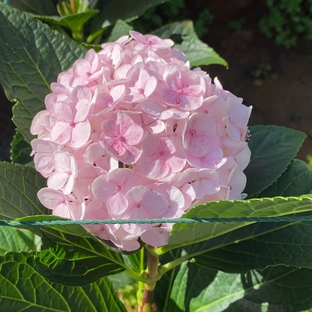 加购401号绣球/有色差介意勿拍/3单冷链包邮/偏远补运费发德邦