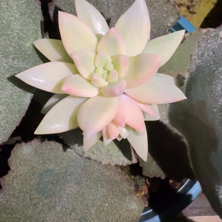 蜜桃啵啵一物一拍