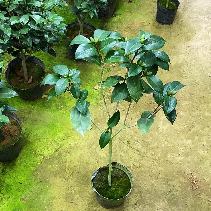 无花朵龙火珠。