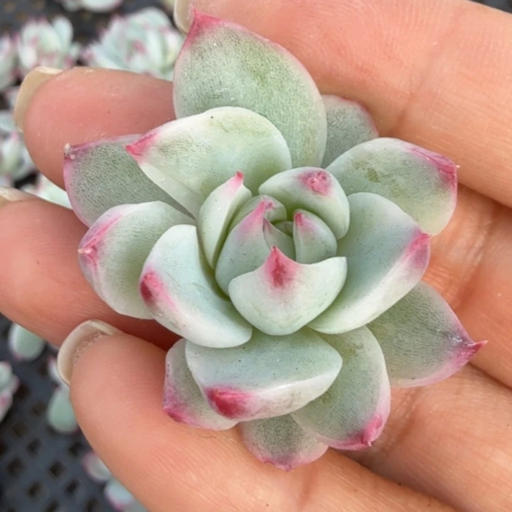 一刻吉娃娃锦无根的多肉锦