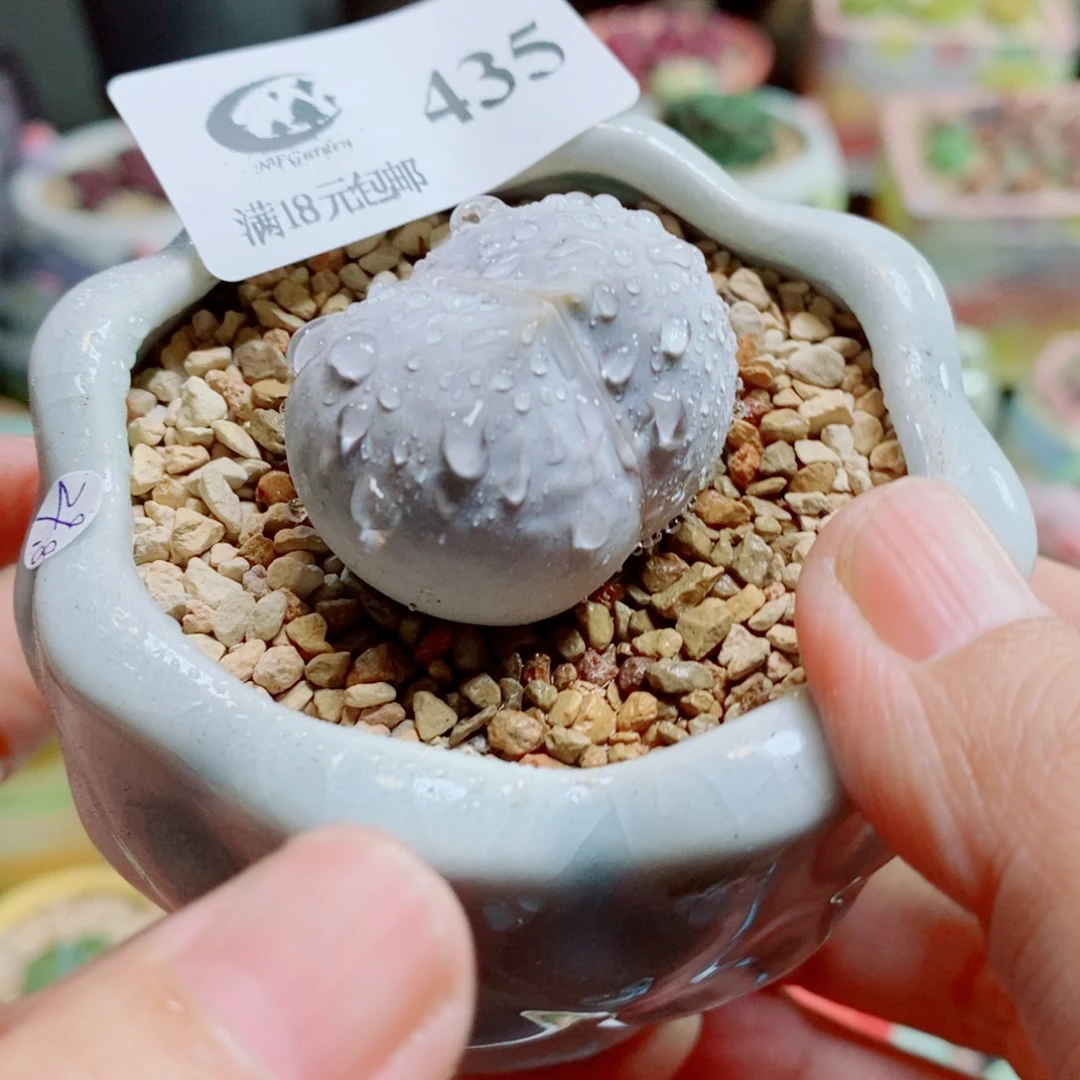 生石花花花花开了435