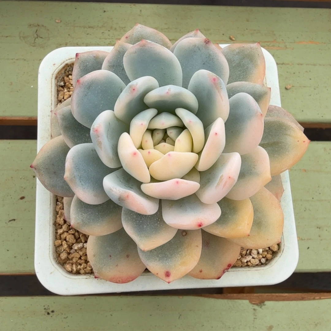 梦露半宽锦锦上园艺一物一拍