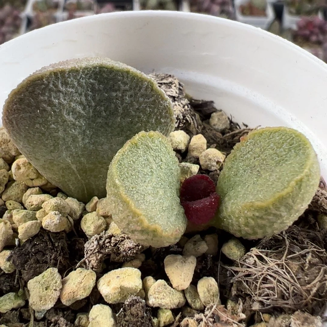 实生底叶苗纹路款多肉植物水泡实生新品