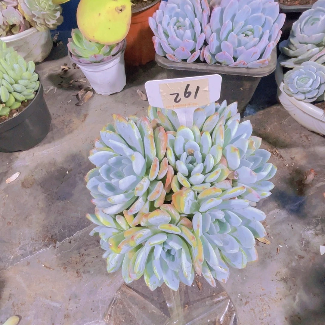 无***名0000000000000000261