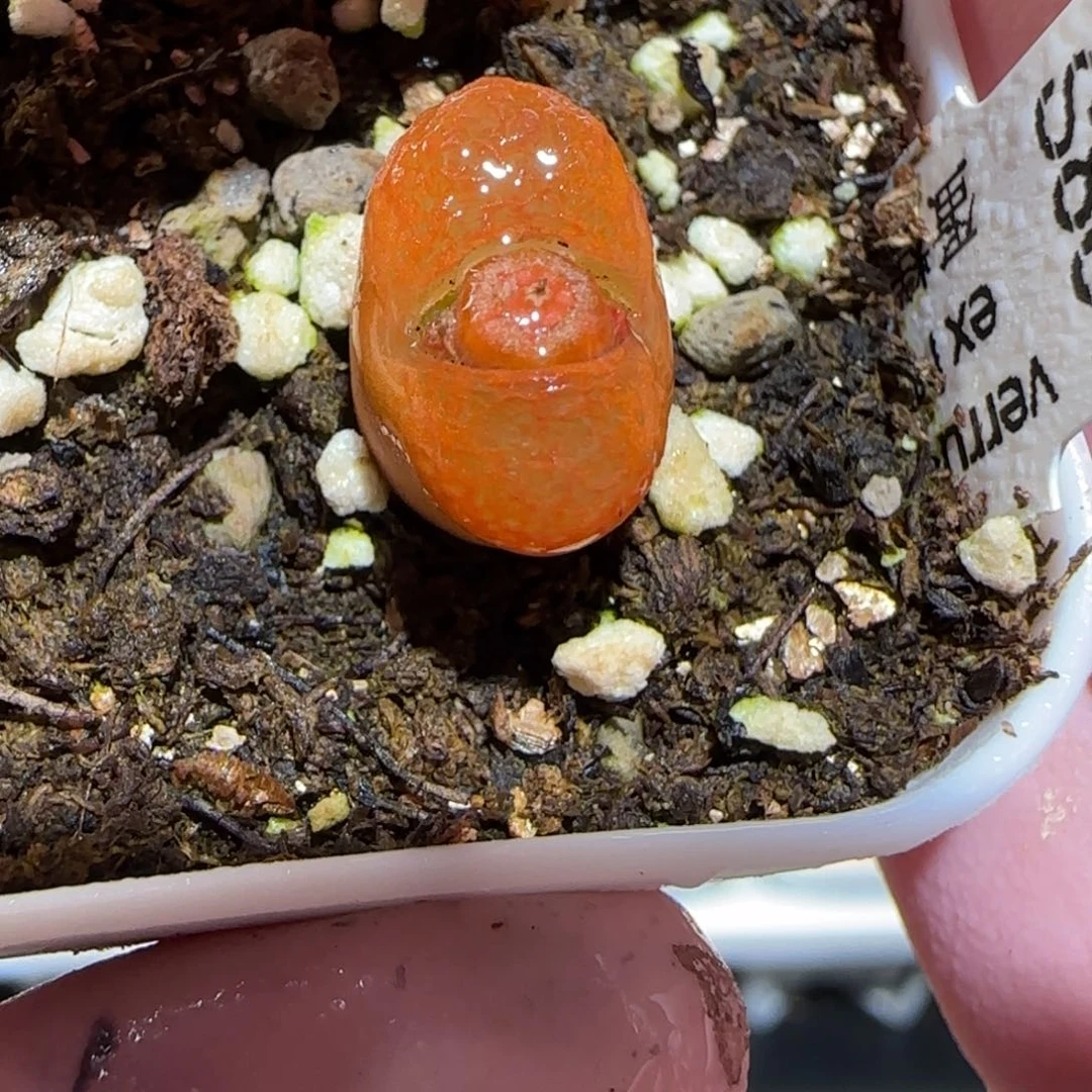 肉锥多肉植物百科-蛋糕1738